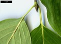 SpeciesSub: subsp. chinensis